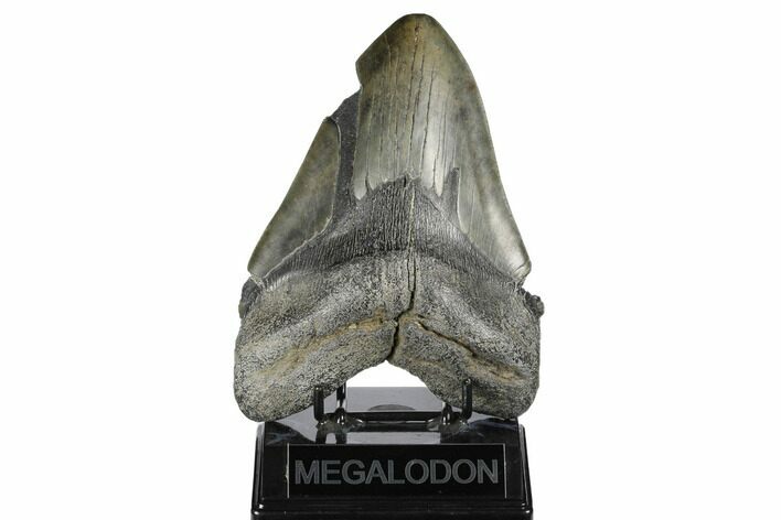 Giant, Fossil Megalodon Tooth - South Carolina #176147